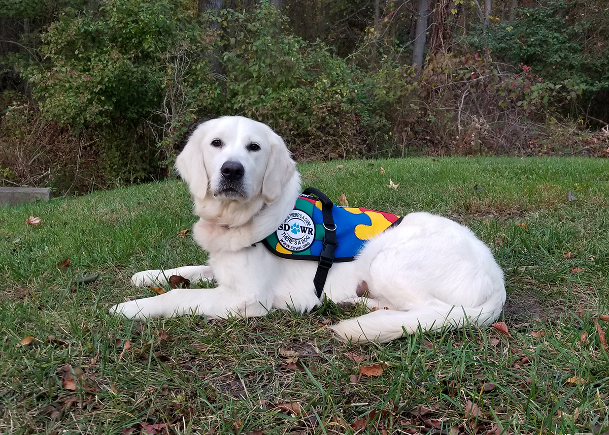 how service dogs can help autism