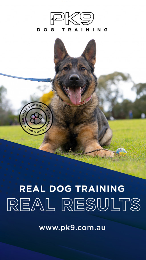 Positive K9 Training Launches VIP Dog Training for Personalised Canine Excellence