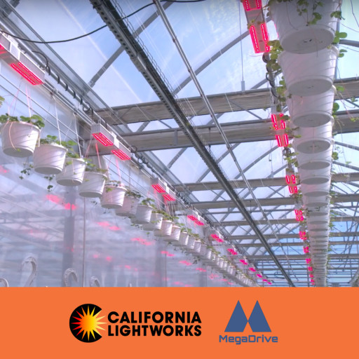 Nourse Farms Adopts California LightWorks MegaDrive LED System to Maximize Year-Round Berry Production