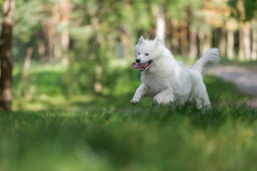Teresa Heaver Breeds Samoyeds With Nothing but Passion and Expertise