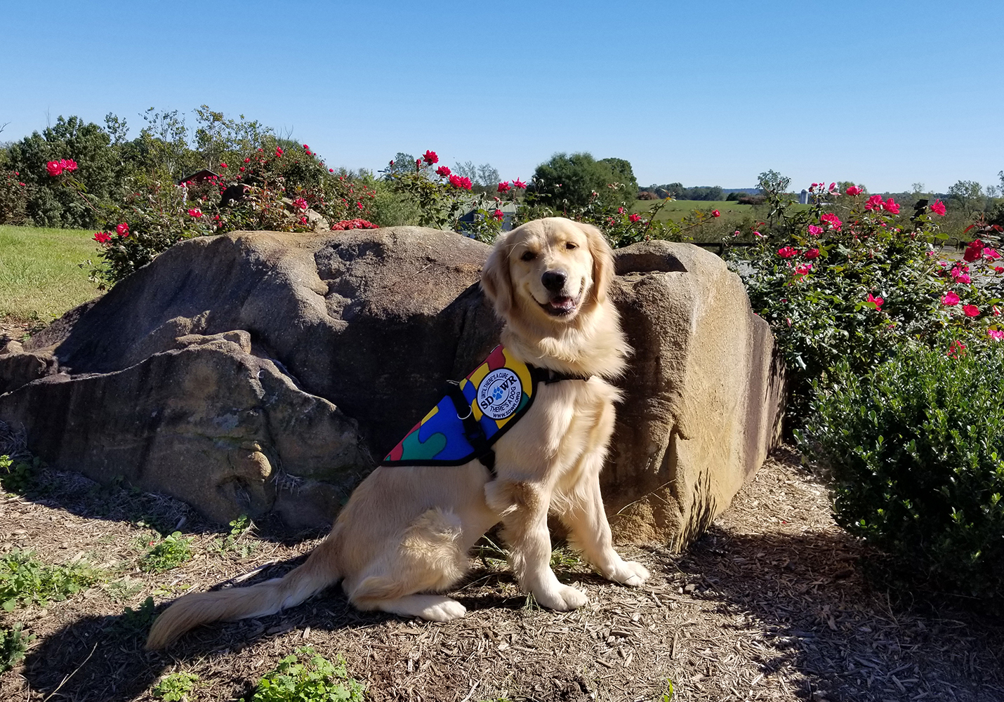 Highly Trained Autism Service Dog To Help Twin Daughters Age Six In Chester Maryland Newswire