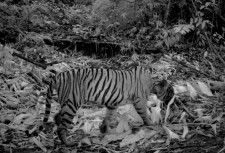 Malayan tiger in Royal Belum National Park