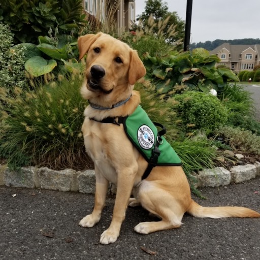 Diabetic Alert Service Dog Will Help Young Man Living With Type 1 DM in Piermont, NY