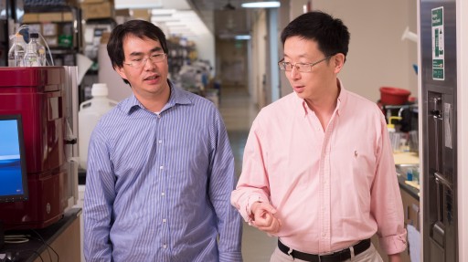 Study Reveals How to Reprogram Cells in Our Immune System
