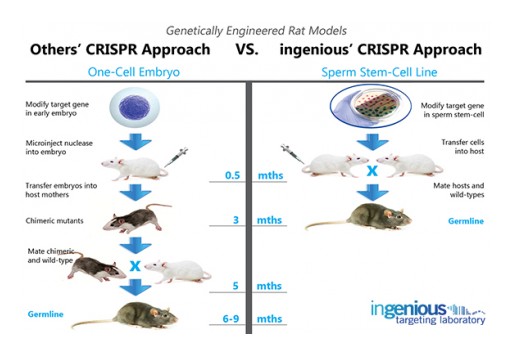 Breakthrough CRISPR/Cas9 Rat Model Technology